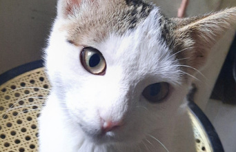 Μήπως Ρόζα;