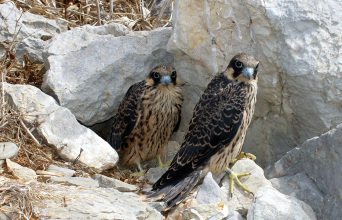 Ελληνική Ορνιθολογική Εταιρεία: 40 συν 2 χρόνια αφοσίωσης στην προστασία των άγριων πουλιών