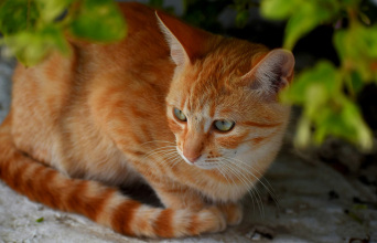 Hello and goodbye: Καλωσορίζοντας και αποχαιρετώντας μια γάτα