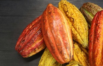 Παγκόσμιες ποικιλίες σοκολάτας