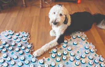 Μήπως ο σκύλος σου έχει κάτι να σου πει;  