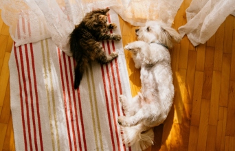 Κατοικίδια