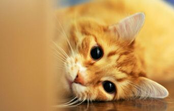 Η γάτα μου δεν σταματά να νιαουρίζει - Τι προσπαθεί να πει