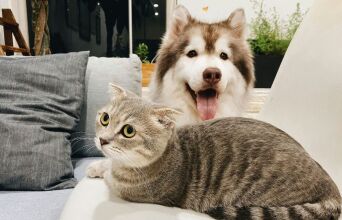 Κατοικίδια και Πολυκατοικίες: Αρμονική συμβίωση ή σύγκρουση;