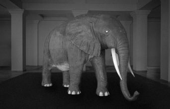 Δημήτρης Μυτάς: Ο Ελέφαντας είναι το βάρος που δεν λέγεται