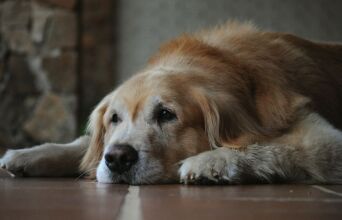 Τελικά η μουσική ηρεμεί τους σκύλους μας; - Ποιο είδος προτιμούν