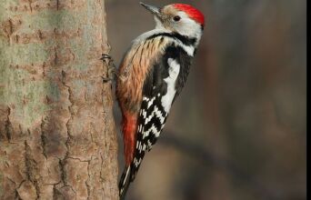 athensvoice_-_2025-11-28t201237_065