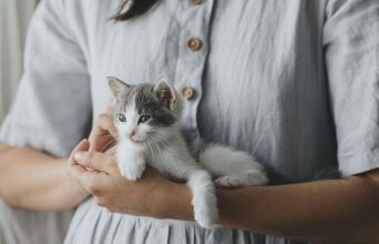 Νέα μελέτη αποκαλύπτει ότι οι γάτες εξημερώθηκαν μόλις πριν 4.000 χρόνια στη βόρεια Αφρική, ανατρέποντας όσα πιστεύαμε για την ιστορία τους.