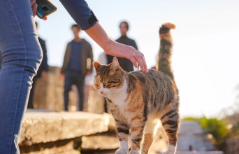 Μια γάτα δέχεται τα χάδια περαστικών