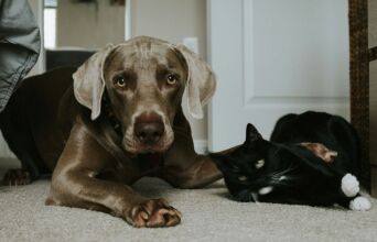 Πώς να κρατήσετε τις γάτες και τους σκύλους σας υγιείς και χαρούμενους