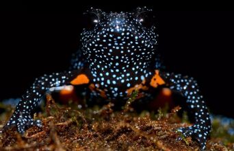 Σπάνιοι βάτραχοι - γαλαξίες στην Ινδία εξαφανίστηκαν μετά την καταστροφή του βιότοπού τους από φωτογράφους που κυνηγούσαν την «τέλεια» λήψη.