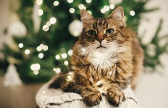 Χριστουγεννιάτικο τραπέζι και κατοικίδια: Τα απαγορευμένα μεζεδάκια για τον σκύλο και τη γάτα μας