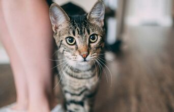 Γιατί οι γάτες νιαουρίζουν περισσότερο στους άντρες απ΄ ό,τι στις γυναίκες