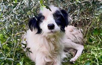 Greek Stray: πώς διασώθηκαν 56 σκυλιά από ένα δημοτικό «καταφύγιο»