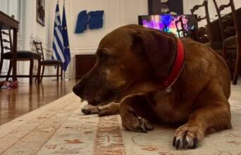 Τα κατοικίδια του Μεγάρου Μαξίμου 