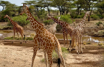 Ταξίδι στην Κένυα