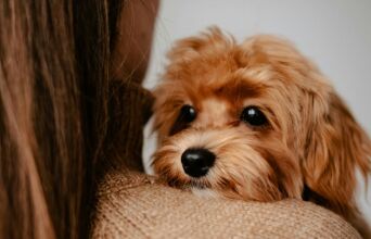 Μελέτη σε 55.000 καρκινοπαθείς δείχνει ότι η επαφή με σκύλους μειώνει τη θνησιμότητα κατά 64%, προσφέροντας στήριξη, άσκηση και πιθανή έγκαιρη ανίχνευση.