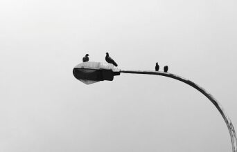 Γιατί δεν βλέπουμε ποτέ μωρά περιστέρια; Η επιστημονική εξήγηση πίσω από το αστικό μυστήριο - Γιατί τα νεογέννητα είναι αθέατα στα μάτια των περαστικών