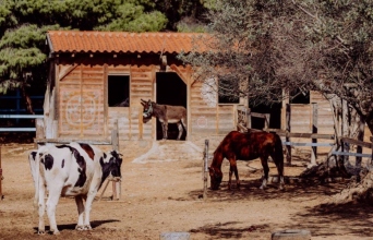 Φάρμα Βρούβα