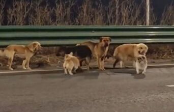 Επτά σκύλοι που προορίζονταν για κατανάλωση απέδρασαν από σφαγείο στην Κίνα και περπάτησαν 17 χλμ. μαζί μέχρι να βρουν τους ιδιοκτήτες τους.