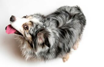 Οι αλλεργίες της άνοιξης επηρεάζουν και τους σκύλους, προκαλώντας φτέρνισμα και φαγούρα - Ειδικοί εξηγούν τα συμπτώματα και τις λύσεις.