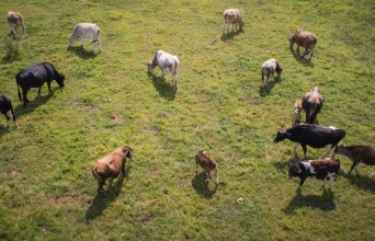 Από τα βοσκοτόπια στη χρεοκοπία