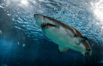 Το εξελικτικό «οικογενειακό δέντρο» των καρχαριών ίσως είναι πολύ πιο περίπλοκο απ’ όσο πιστεύαμε μέχρι σήμερα