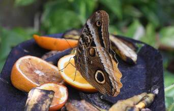 Πεταλούδα παίρνει τους χυμούς από φέτες πορτοκαλιού στον κήπο