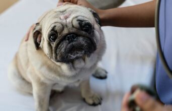 Οι αλλεργίες στα κατοικίδια δεν είναι πάντα εποχικές - Κτηνίατροι εξηγούν τα συμπτώματα, τα αίτια και τις σύγχρονες θεραπείες που βοηθούν σκύλους και γάτες.