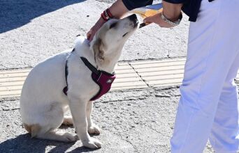 Η Δημοτική Αστυνομία Θεσσαλονίκης πραγματοποίησε 56 ελέγχους τον Μάιο, βεβαιώνοντας πρόστιμα 1.700 ευρώ για παραβάσεις της νομοθεσίας για τα ζώα συντροφιάς.