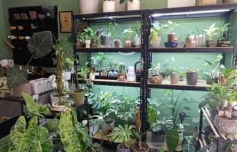 «My tropical plant» στη Θεσσαλονίκη