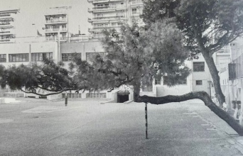 Τάσος Ζαφειριάδης Δίκην μνημοσύνου για το στραβό δέντρο στο 41ο Δημοτικό Σχολείο