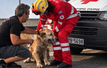 Ελληνικός Ερυθρός Σταυρός: Όταν  το κατοικίδιό σου κινδυνεύει, ξέρεις τι να κάνεις;  