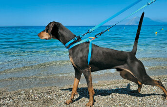 Bailu dog accessory