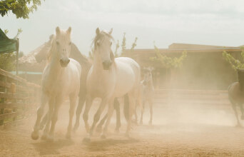 Φάρμα Άμπελος Βοχαϊκού