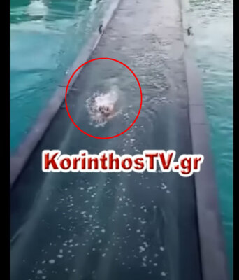 Ο σκύλος στα Ίσθμια που έχασε τη βυθιζόμενη γέφυρα κάτω από τα πόδια του στην Κόρινθο