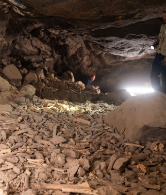 Αρχαιολόγος σε σπηλιά εξετάζει οστά