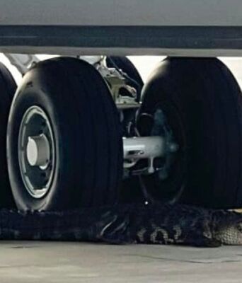 Ο αλιγάτορας την ώρα της σιέστας μπροστά από τις ρόδες ενός αεροσκάφους στη Φλόριντα των ΗΠΑ