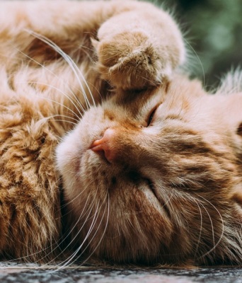 Η γαλλική δικαιοσύνη έκρινε ένοχο...έναν γάτο - Το «έγκλημα» που διέπραξε