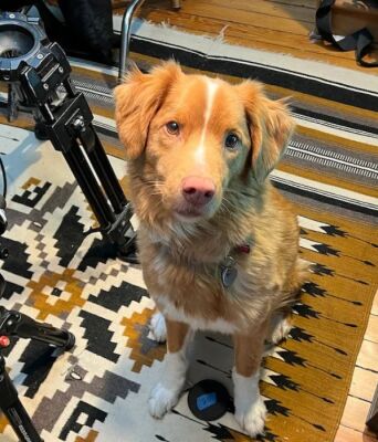 Ο Indy, το σκυλί που «έπαιξε» καλύτερα από τον Ίθαν Χοκ