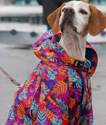 Ρούχα για κατοικίδια: Όταν τα social media μετατρέπουν μια τάση σε ολόκληρη βιομηχανία