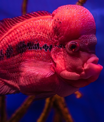 Αλλαγή φύλου στα ψάρια - Πώς συμβαίνει και γιατί μας αφορά;