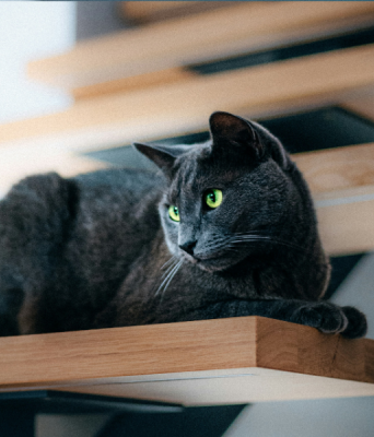 Catification: Η νέα τάση που βάζει τις γάτες στο επίκεντρο του design