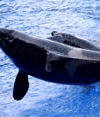 2 φαλαινες, θαλασσα