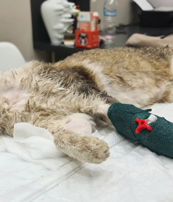 Animal’s Voice: Ο Δήμος Ανδρίτσαινας Κρεστένων αρνήθηκε να περιθάλψει γάτα που έφαγε φόλα
