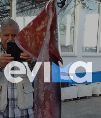 Εύβοια: Το viral καλαμάρι με βάρος 15 κιλά