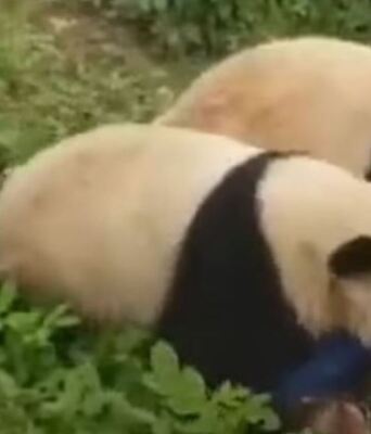 Κίνα: Επίθεση πάντα σε υπάλληλο ζωολογικού κήπου