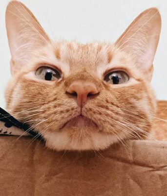 Γάτα από τη Γιούτα βρέθηκε στην Καλιφόρνια μετά από κατά λάθος αποστολή σε κουτί της Amazon - Η Γκαλένα επέζησε 6 ημέρες χωρίς φαγητό ή νερό.