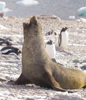 Ανταρκτική: Τα ζώα καίγονται από τον ήλιο