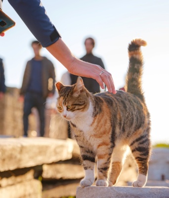 Μια γάτα δέχεται τα χάδια περαστικών